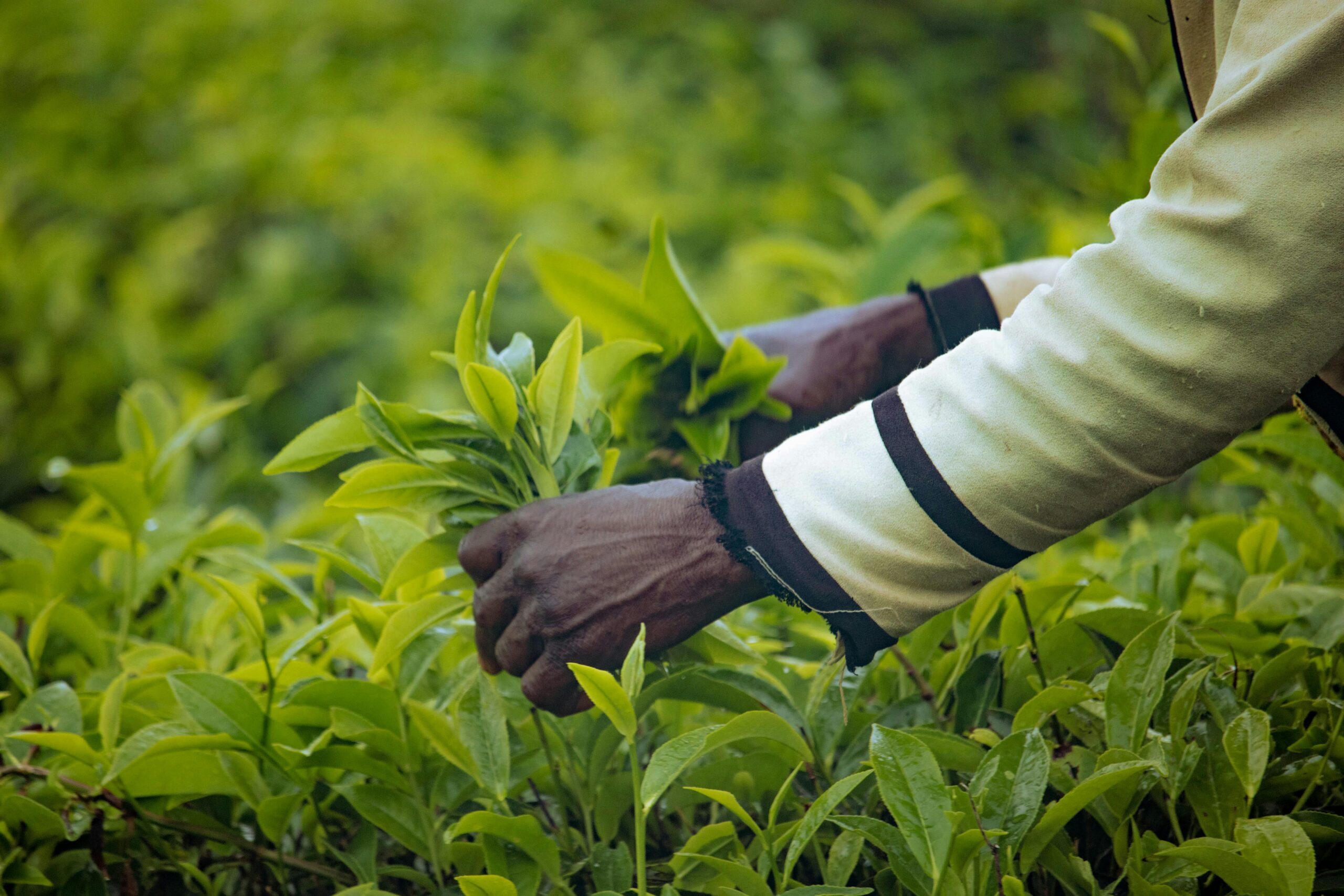 Detailed shot of hands picking tea leaves in plantation in Nigeria.